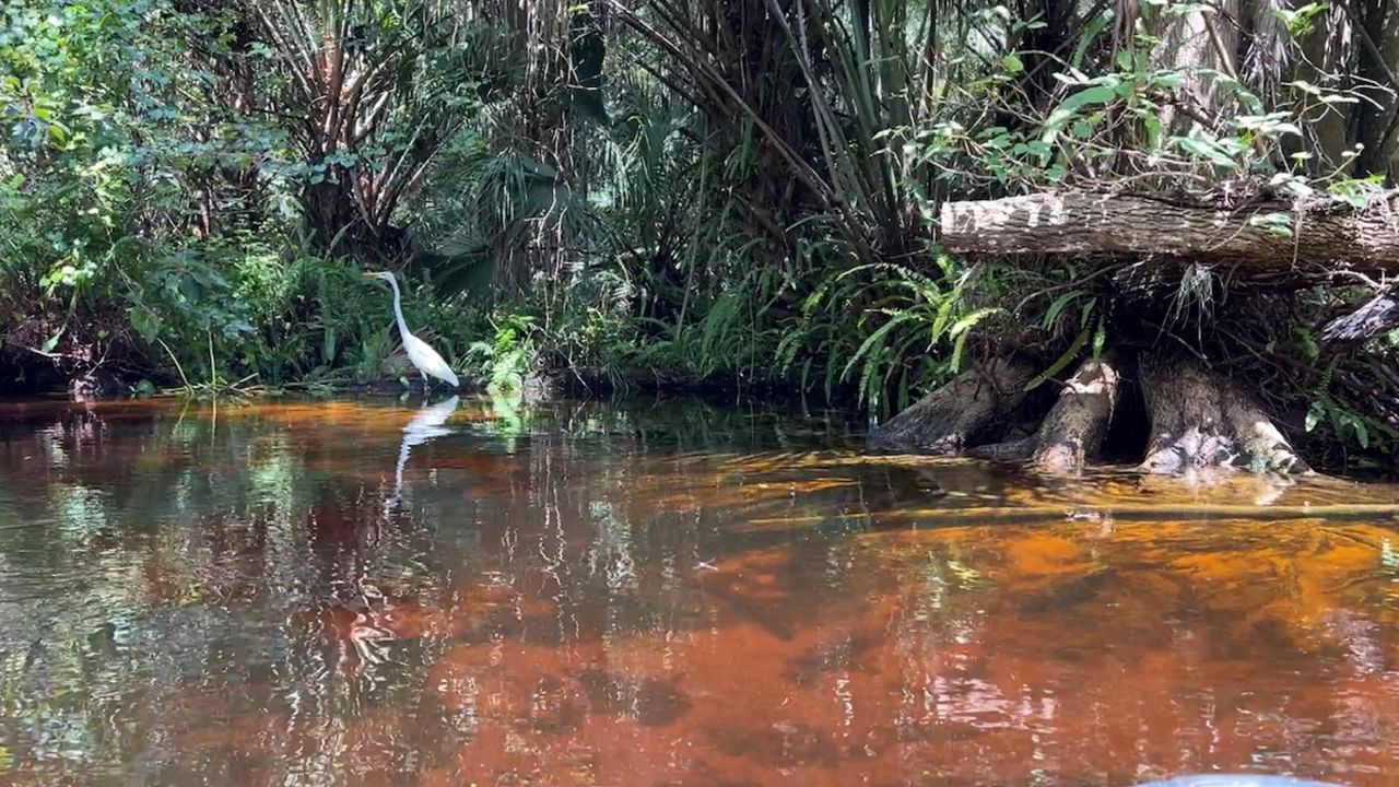 Florida's beauty on display while kayaking at Rock Springs