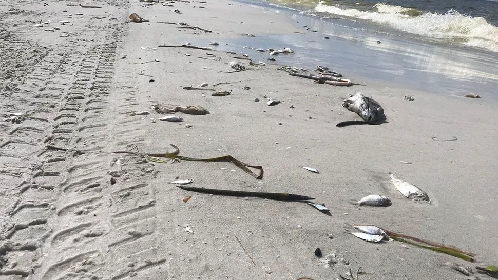 Dead fish covered the shores of St. Pete Beach on Saturday, Sept. 15, 2018. (Angie Angers, staff)