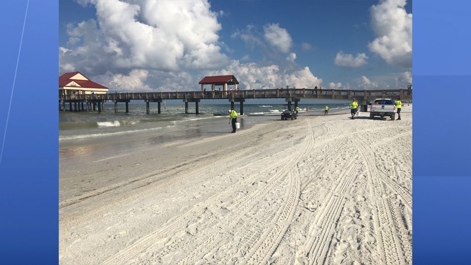 Clearwater Beach has been impacted by the red tide bloom. This weekend, dead fish began to wash onto the beach, a foul odor filled the air and beach goers experienced respiratory irritation. (Jorja Roman, staff)