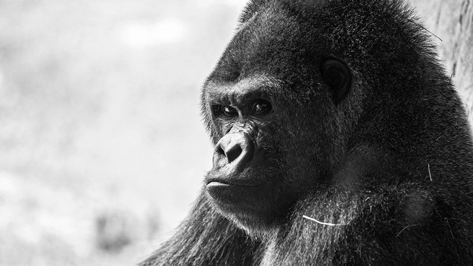 Sim Sim, Busch Gardens Tampa Bay's oldest male gorilla died, the theme park announced Tuesday, September 17, 2019. (Courtesy of Busch Gardens)