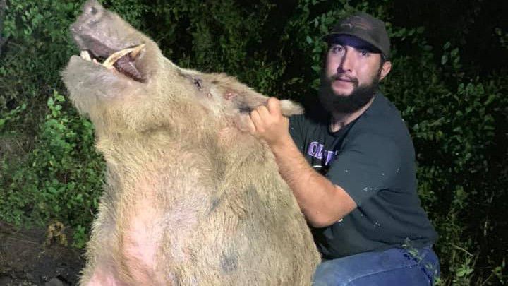 giant-feral-hog-highlights-population-boom-in-san-antonio