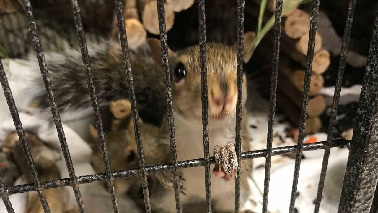 Florida Wildlife Hospital Packed with Animals After Dorian