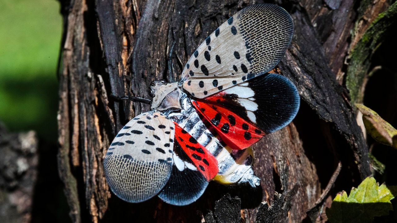 Venus Flytraps Don't Trap Insects that Pollinate Them – National Geographic  Education Blog