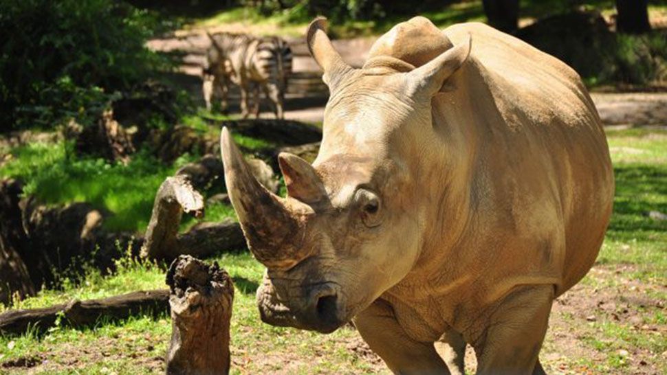 Disney's Animal Kingdom is adding a new behind-the-scenes rhino tour. (Disney)