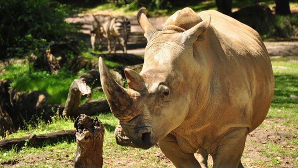 animal kingdom rhino tour