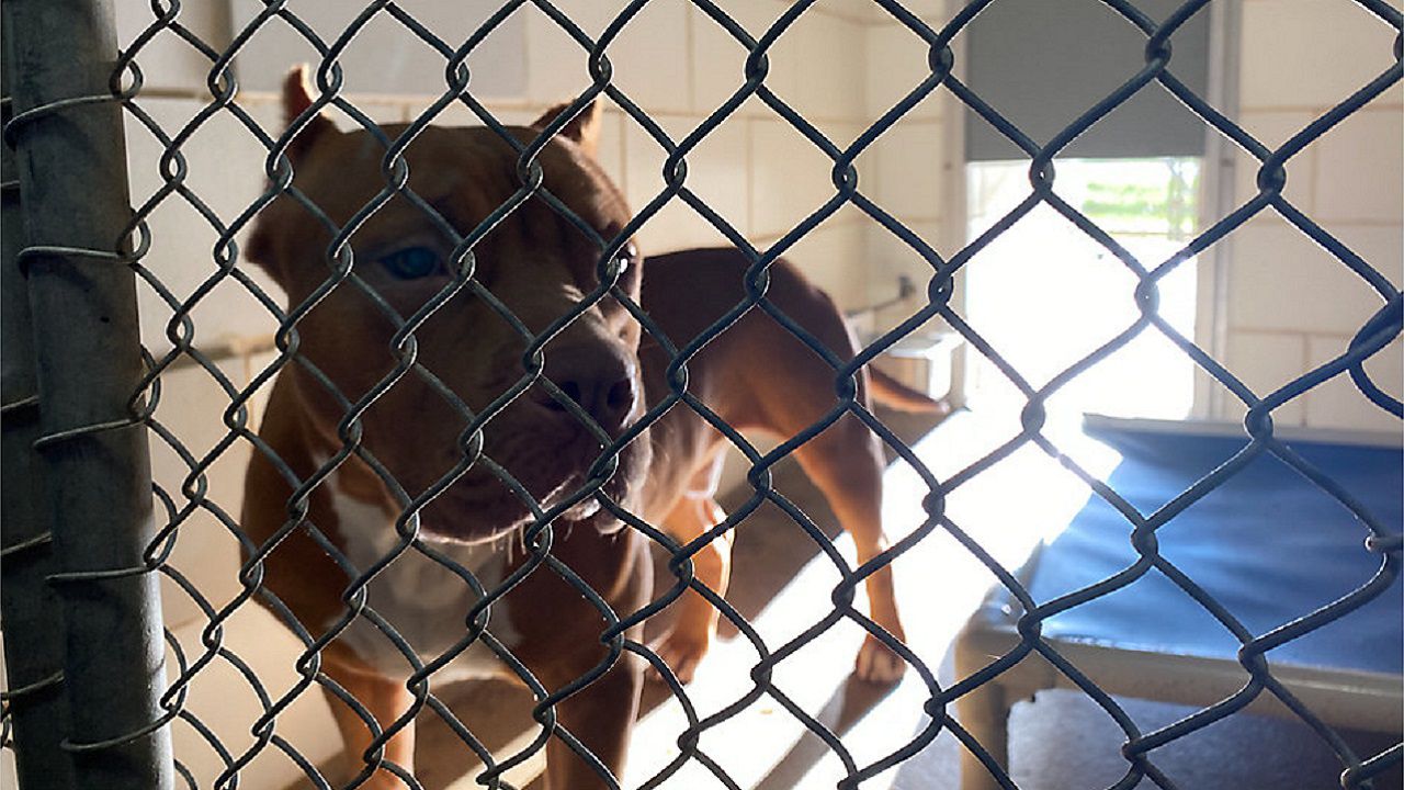 File photo of a dog at a shelter. (Spectrum File)