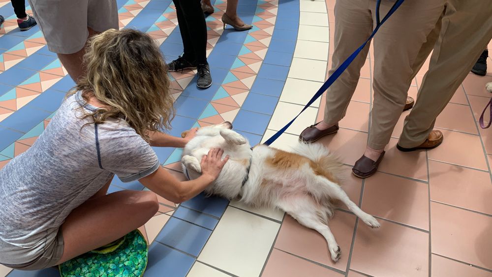 Essie the therapy dog at Orlando International Airport