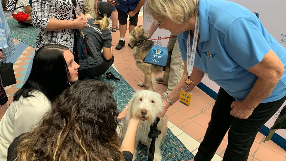 Farley the therapy dog at Orlando International Airport