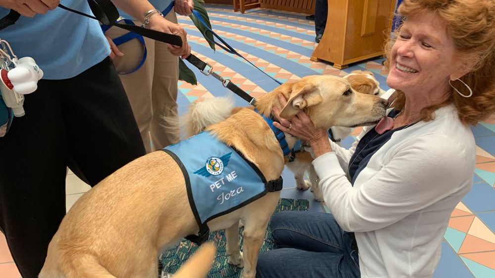 Jora the therapy dog at Orlando International Airport