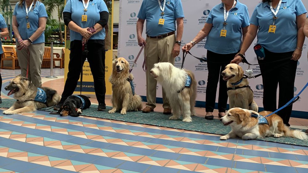 Some of the Paw Pilots therapy dogs greet the public for the first time at Orlando International Airport Friday. (Christie Zizo, Spectrum News)