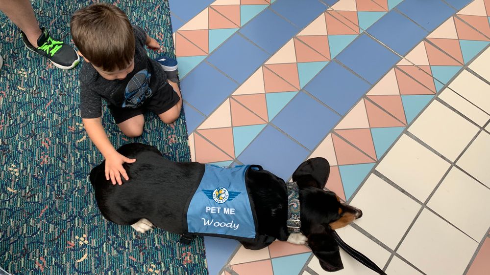 Woody the therapy dog at Orlando International Airport