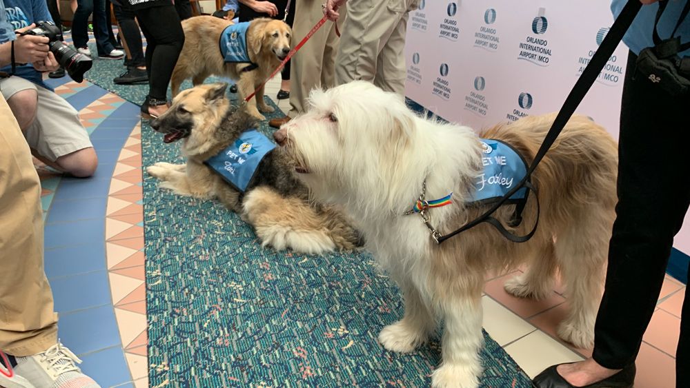 Some of the Paw Pilots therapy dogs greet the public for the first time at Orlando International Airport Friday. (Christie Zizo, Spectrum News)