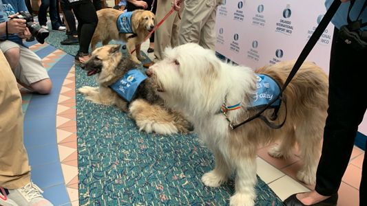 Therapy Dogs International