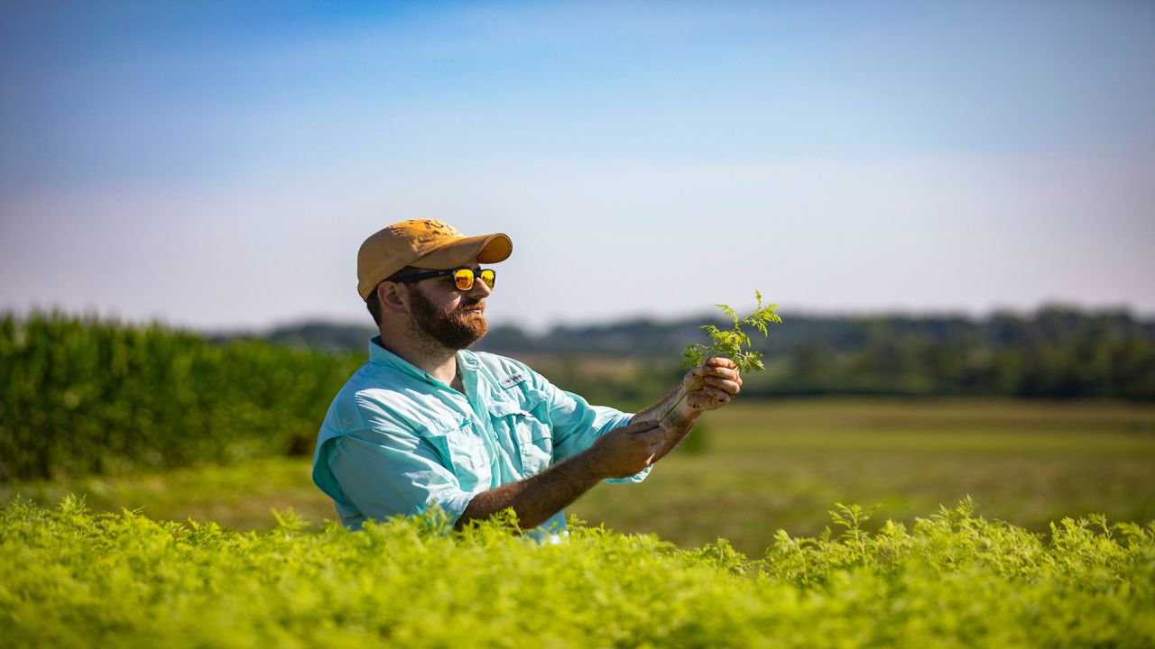 University of Kentucky Research Coordinator Patrick Perry examines a piece of a sweet wormwood plant.