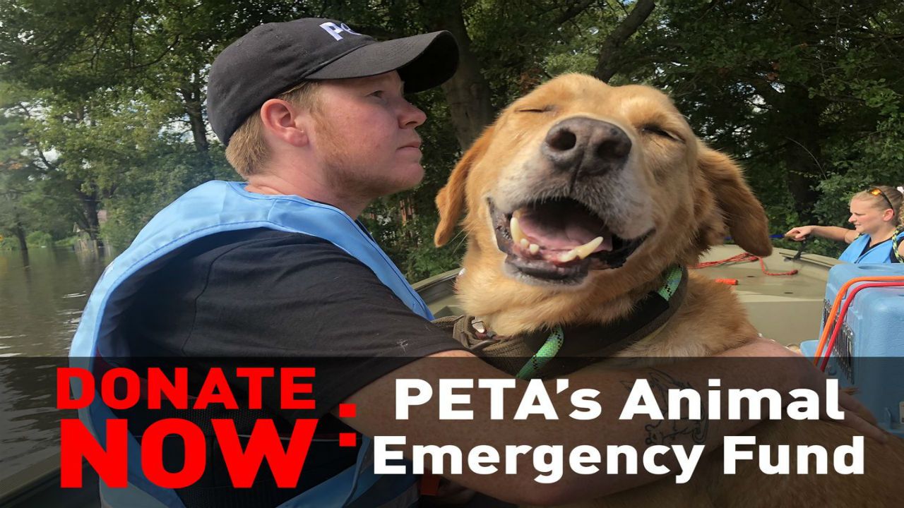 PETA image 