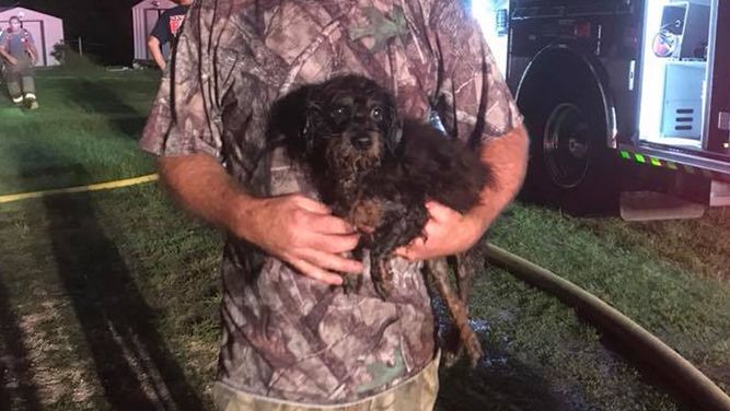 Dog held by rescuer