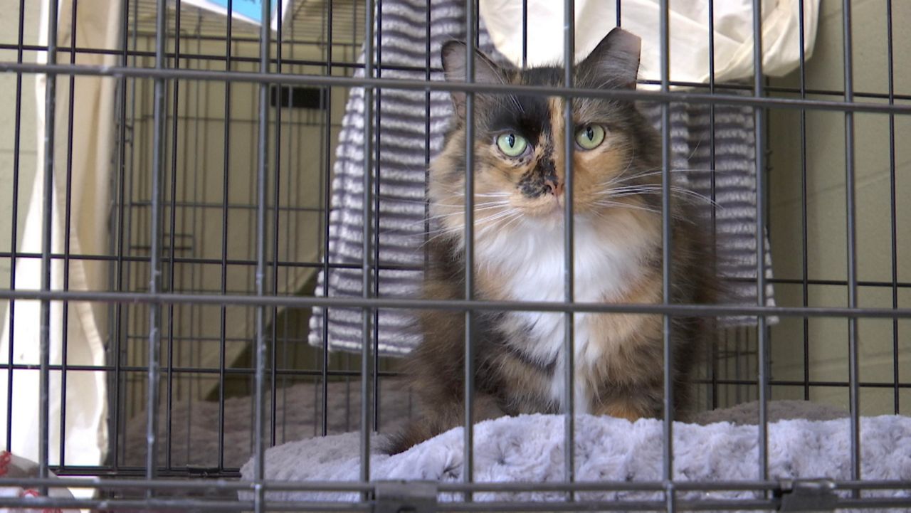 Animal Shelters Face Overcrowding Reduce Adoption Fees   0921 Ky Kentucky Humane Society Cat