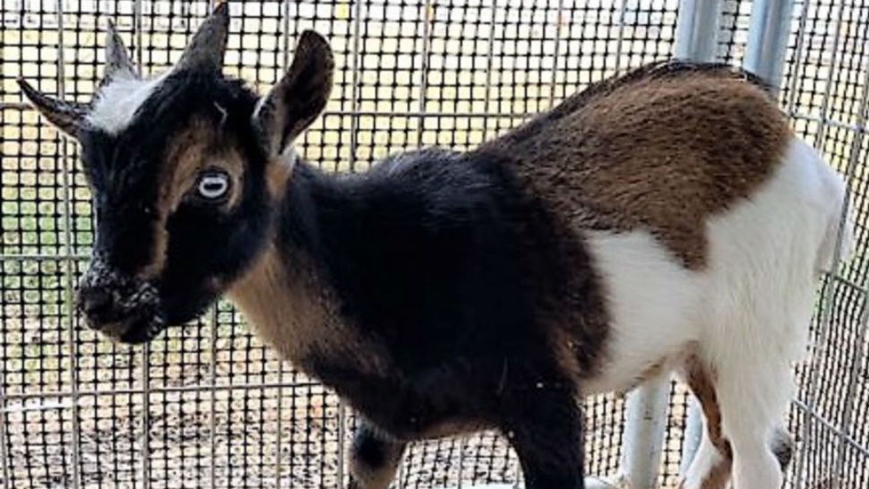 Feta the goat. (Photo Courtesy: Animal Care Services)