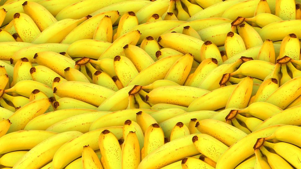 FILE photo of a lot of bananas. 