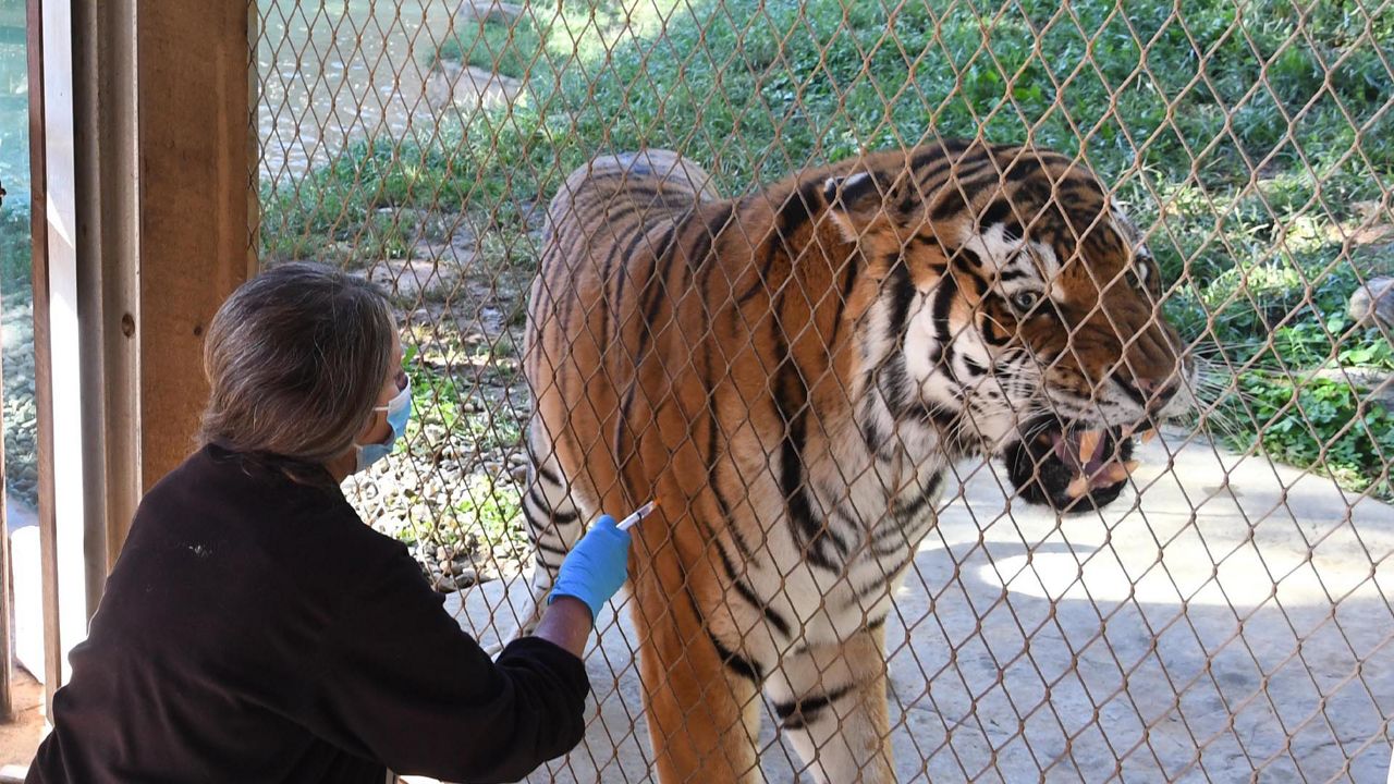 Louisville Zoo administers COVID vaccine for animals