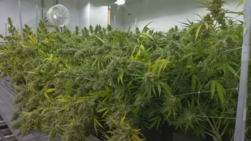 West Chester may be site of medical marijuana grow operation