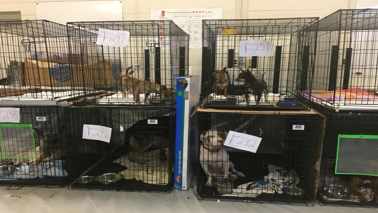 Pender county holding 260 flood victim pets, some they rescued from flood waters.