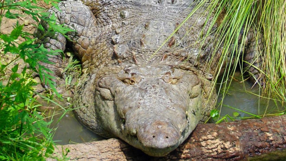 An American crocodile briefly escaped its habitat at the Central Florida Zoo on Friday. No one was reported to be hurt. (Central Florida Zoo)