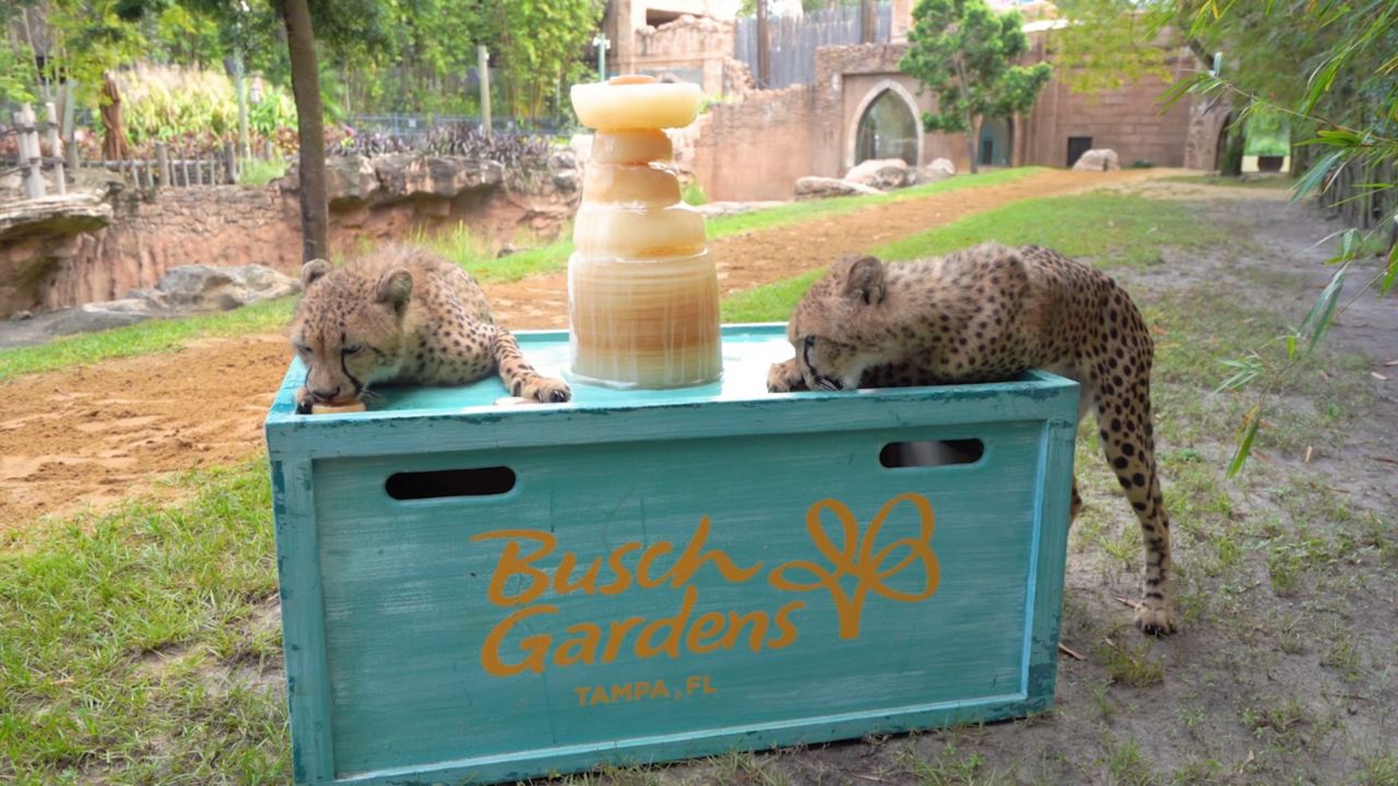 Chase and Dash, the 11-month old cheetah cubs at Busch Gardens Tampa Bay, were given a "cool" hockey-inspired treat as the Tampa Lightning vie for the Stanley Cup. (Courtesy of Busch Gardens)