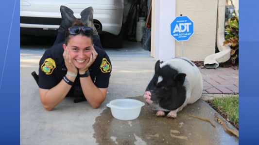 The pig seemed to bond with Officer Brittani Berg as she tried to get to the bottom of the pig caper. (Clearwater Police Department)