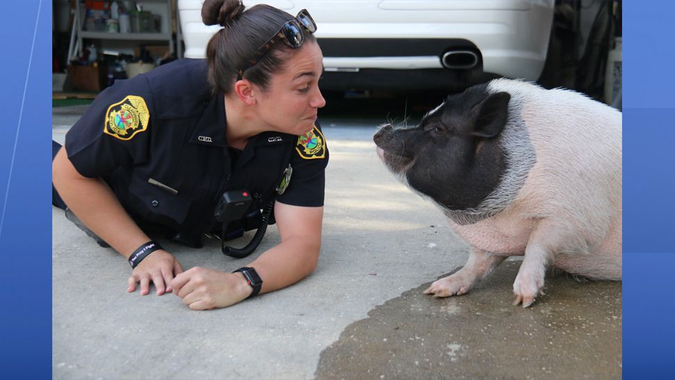 Clearwater police officers got an unusual call Friday morning when a Clearwater homeowner found a pig inside her garage. (Clearwater Police Department)