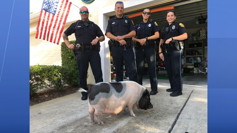 Clearwater police officers got an unusual call Friday morning when a Clearwater homeowner found a pig inside her garage. (Clearwater Police Department)