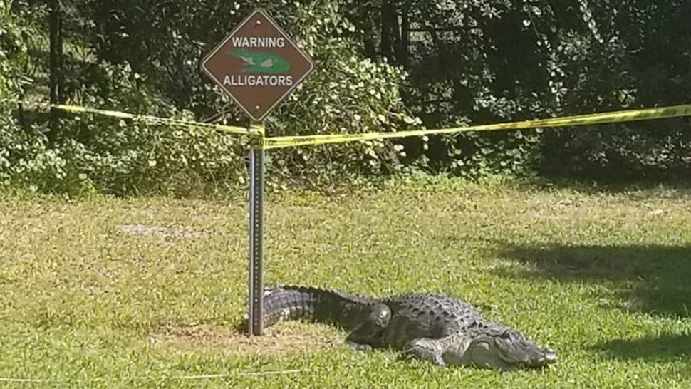 A large alligator was spotted next to a "Warning Alligators" sign at Rowlett Park in Tampa. (Courtesy of Tampa Police Department/Facebook)