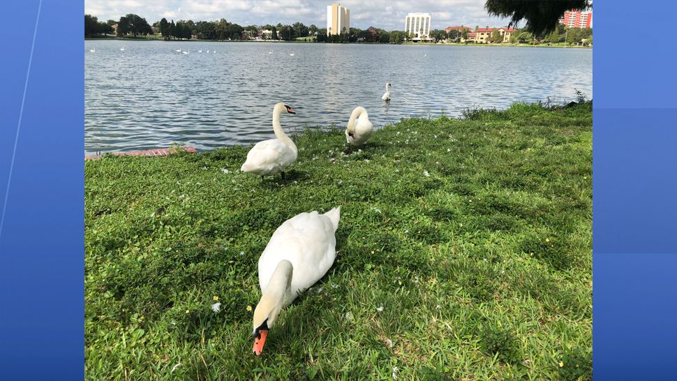 The City of Lakeland is working to prevent wildlife from being hit and killed by vehicles in the Lake Morton Drive area, and city leaders are turning to the community for help. (Stephanie Claytor, staff)