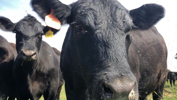 Central Florida ranchers say that even though the price of beef is going up, the amount of profit they make selling their cattle is actually going down. (File Photo)