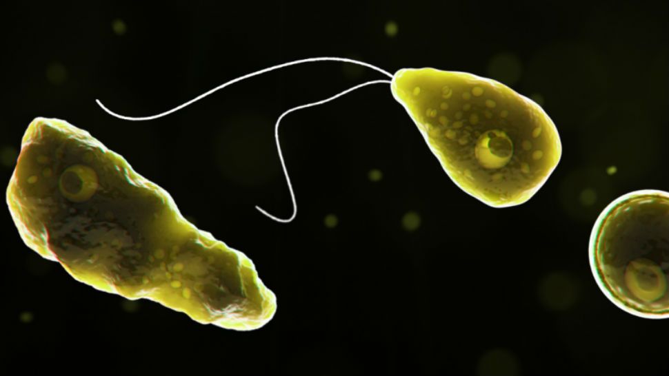 Naegleria fowleri is commonly referred to as the “brain-eating amoeba” or “brain-eating ameba,” (Courtesy: Centers for Disease Control and Prevention).