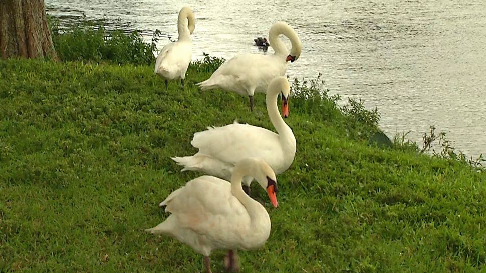 Swans near Lake Morton in Lakeland