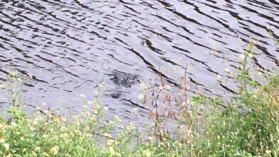Clearwater Fire Rescue said this alligator in a pond at Cliff Stephens Park bit a man Monday. Trappers later removed the gator from the pond. (Photo: Clearwater Fire Rescue)