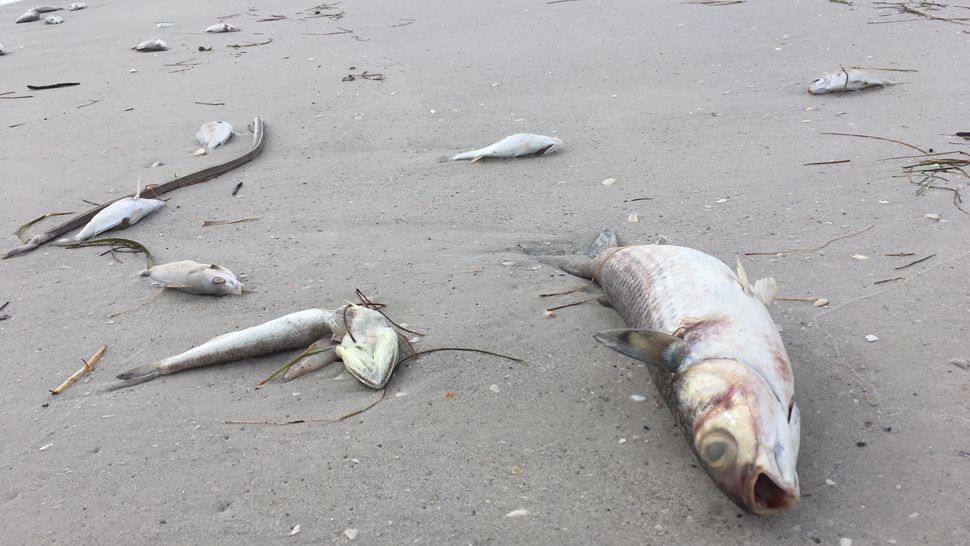 Dead fish on Madeira Beach