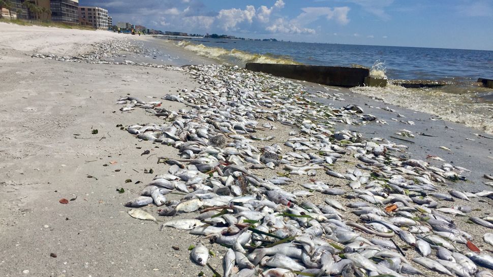 red tide florida beaches