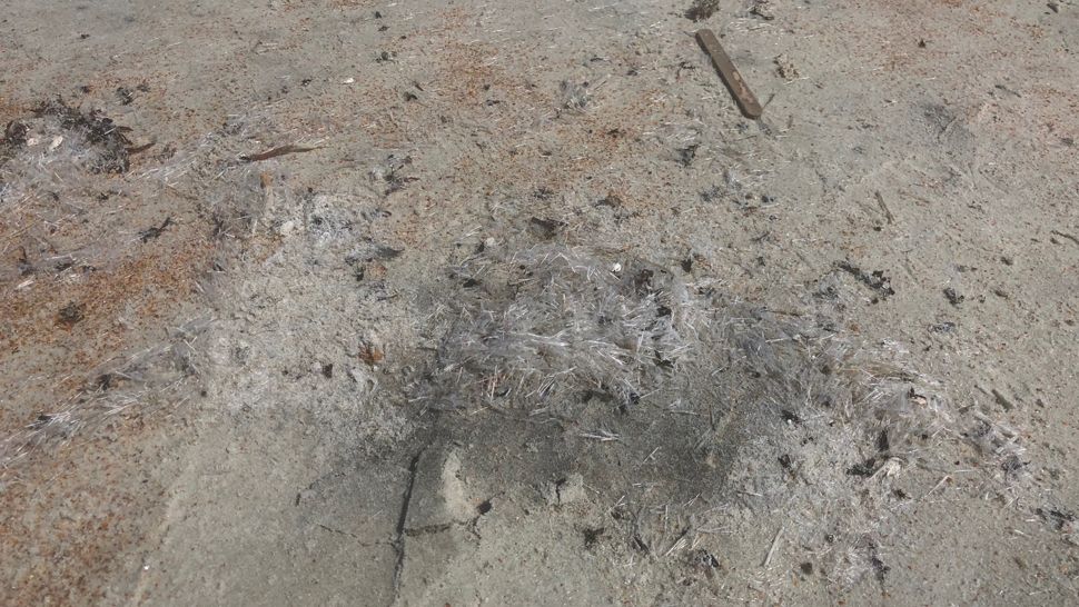 Be careful where you step right now while visiting Volusia County beaches. They're apparently covered with tiny, prickly creatures known as sea butterflies.