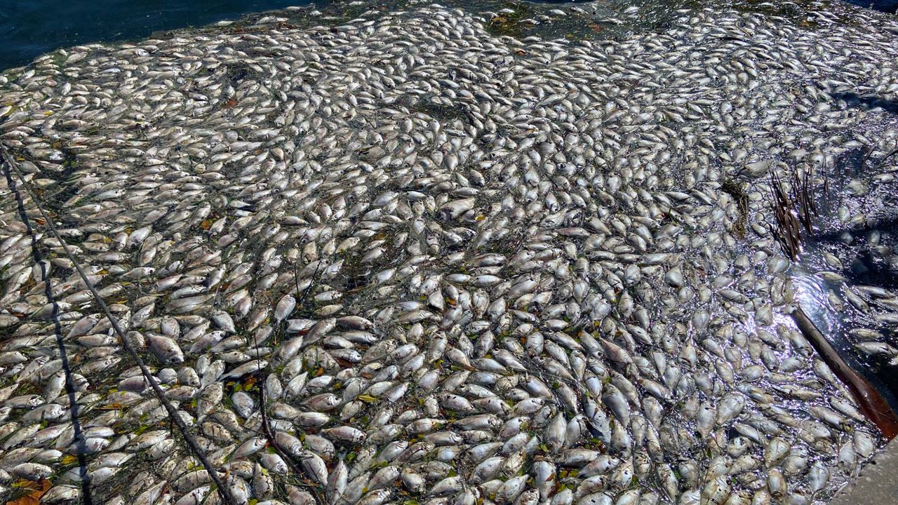 Red tide returns to Tampa Bay area