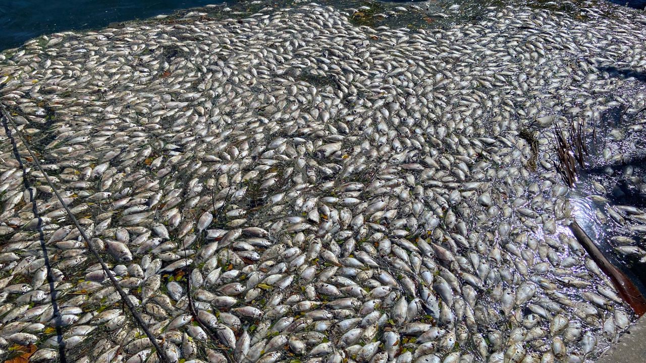 Red tide was detected near Treasure Island, Maderia Beach, and Indian Shores. Medium concentrations were detected near Clearwater Beach and many parts of Anna Maria Island. (Spectrum Bay News 9/Angie Angers)