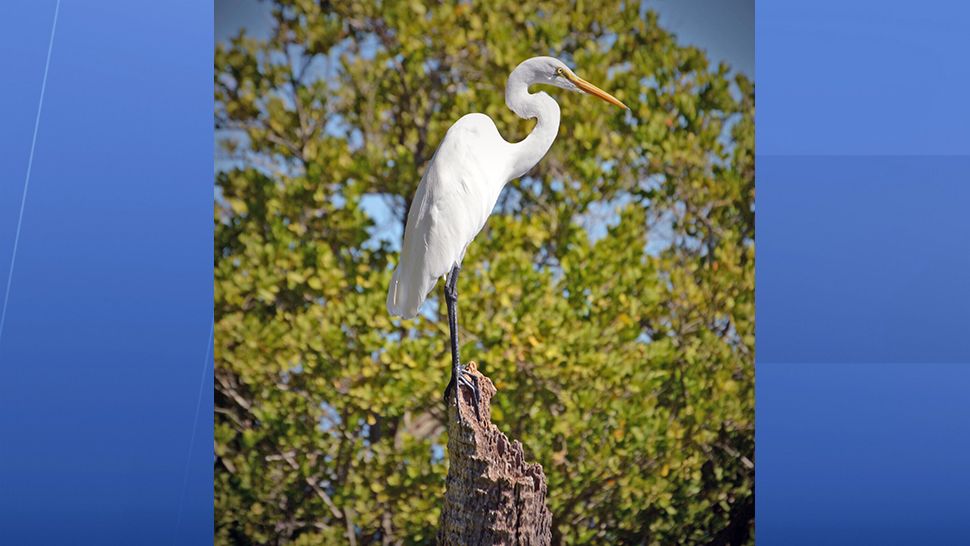 Submitted via the Spectrum News 13 app: A great egret takes a break at Castaway Point Park in Palm Bay on Wednesday. (Randy D. Cumpston, viewer)