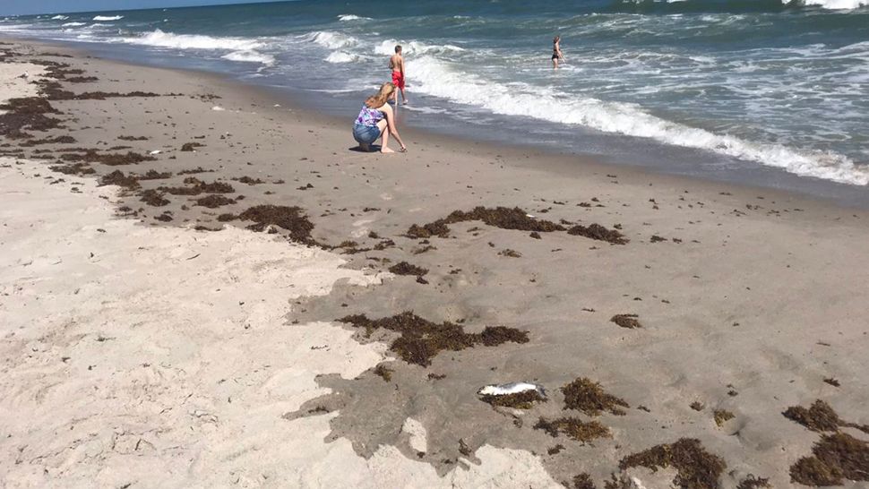 Officials test for Florida red tide in Melbourne Beach on Tuesday. (Greg Pallone/Spectrum News)