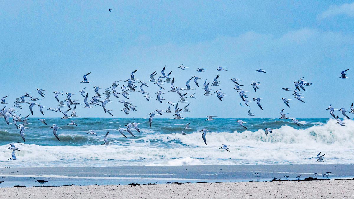 Sent to us with the Spectrum Bay News 9 app: They took flight as Nestor caused rough waves at Treasure Island on Saturday, Oct. 19, 2019. (Photo courtesy of Betsy Lewis-Hohe, viewer)