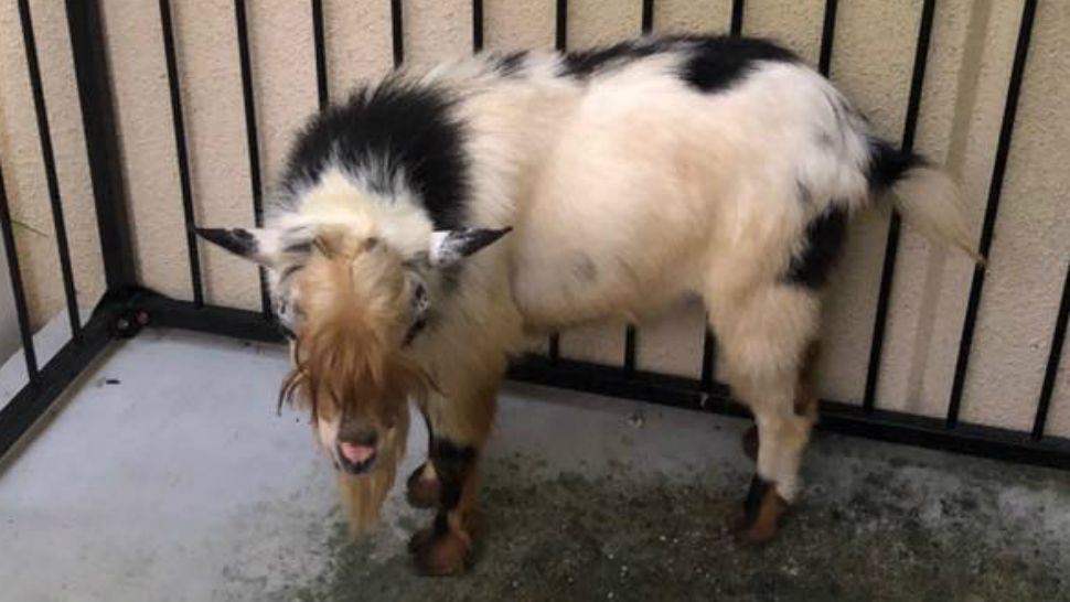 Tarpon Springs police said a goat was found Sunday night in the area of Oleander Drive. (Tarpon Springs Police Department Facebook page)
