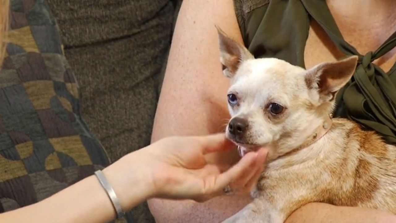 CANADA: Alberta Chihuahua survives hawk attack with help from Chihuahua  friend - Orillia News