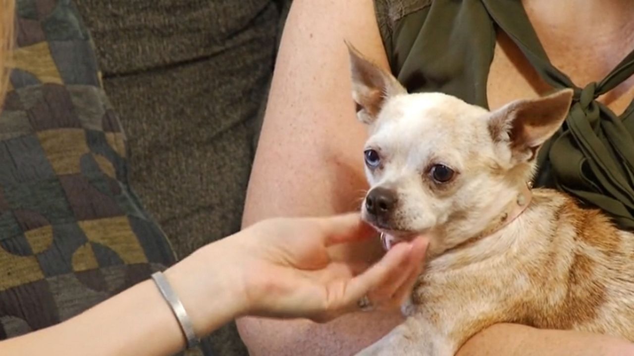 Piglet, a 7-year-old Chihuaua is home safe after being gone for months. (Spectrum News)