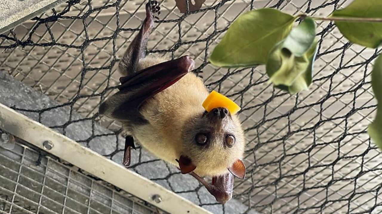Florida on a Tankful Fruit bats enchant at conservancy