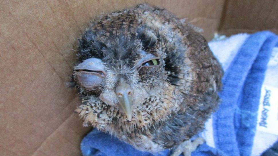 FWC brought the owl to the Florida Wildlife Hospital in Melbourne where volunteers nursed it back to health while his feathers grew back. (PHOTO: Florida Wildlife Hospital)